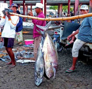 Tanjung Luar Fish Market - Fresh Tuna